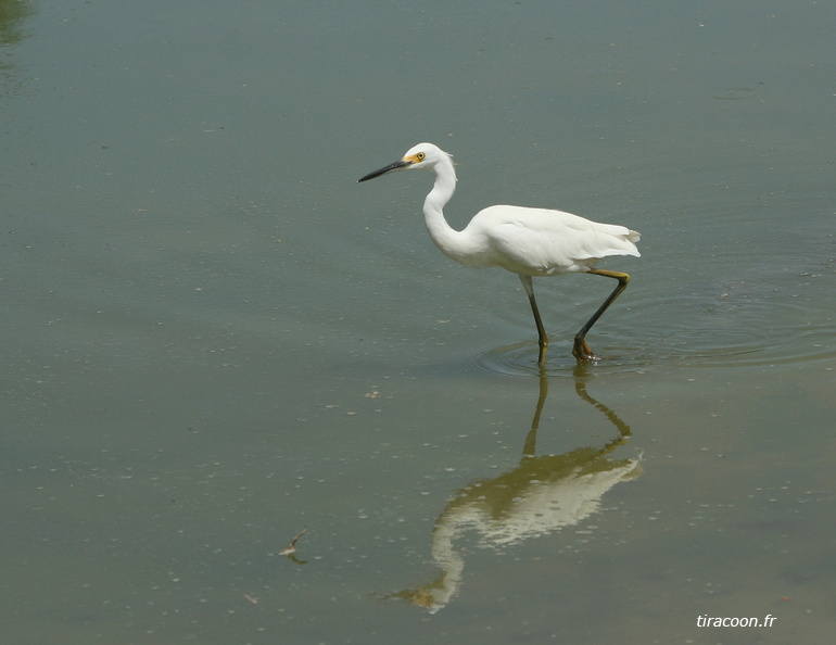 	Egretta thula