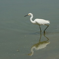 	Egretta thula