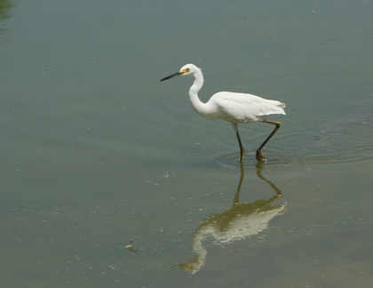 	Egretta thula