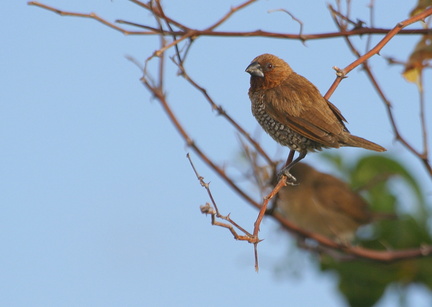 	Lonchura punctulata