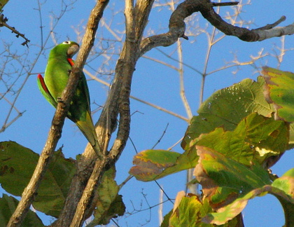 	Amazona amazonica