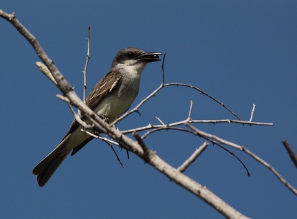 	Tyrannus dominicensis