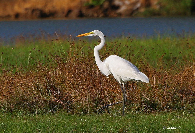 	Ardea alba	