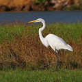 	Ardea alba	