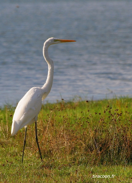 	Ardea alba	