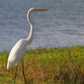 	Ardea alba	