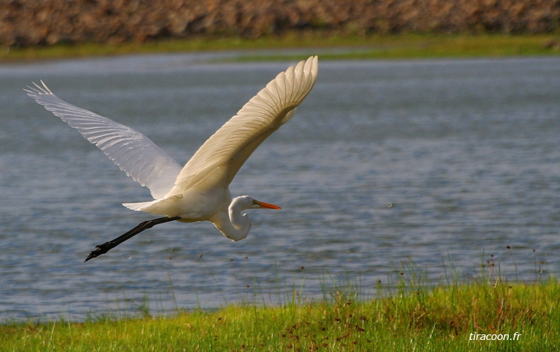 	Ardea alba	