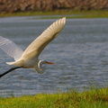 	Ardea alba	