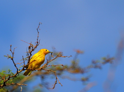 	Dendroica petechia