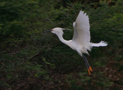 	Egretta thula	