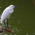 	Egretta thula	