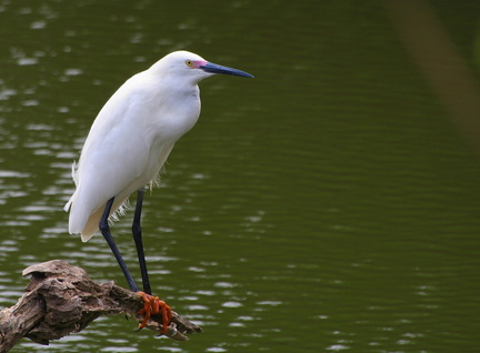 	Egretta thula	