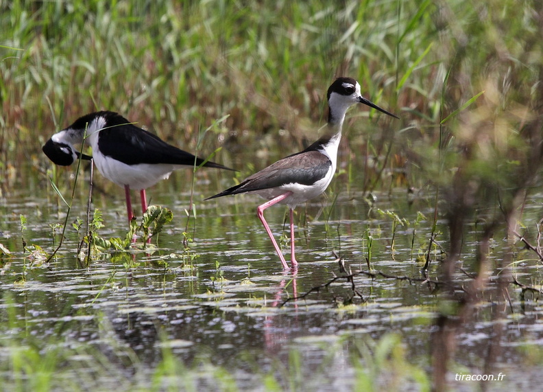 	Himantopus mexicanus	