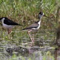 	Himantopus mexicanus	