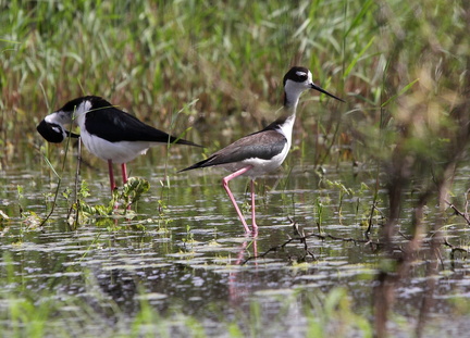 	Himantopus mexicanus	