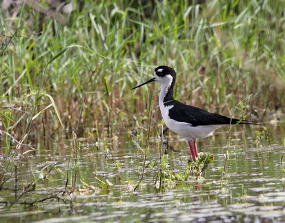 	Himantopus mexicanus	