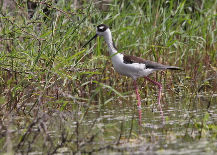 	Himantopus mexicanus	