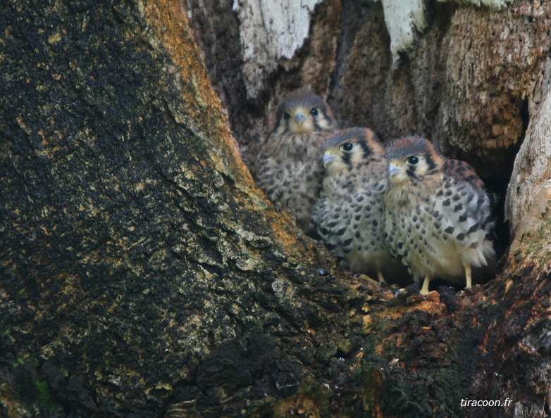 	Falco sparverius