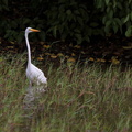 	Egretta thula	