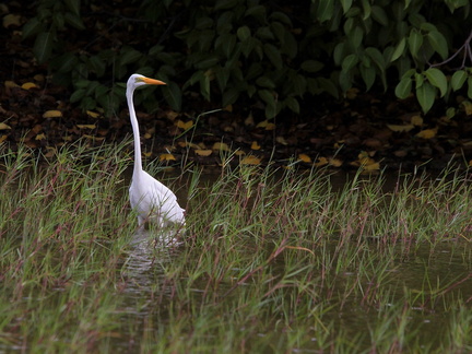 	Egretta thula	