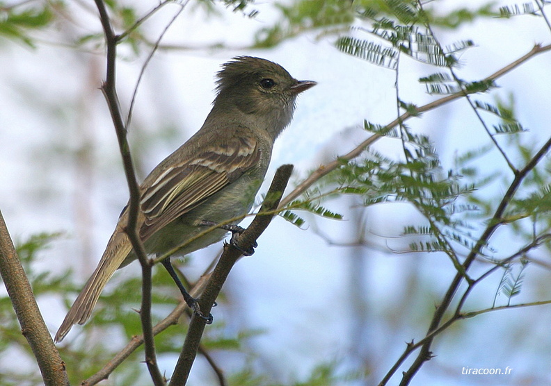 	Elaenia martinica