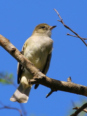 	Elaenia martinica