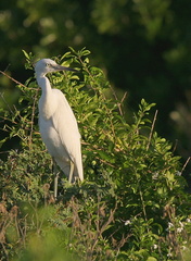 	Egretta thula