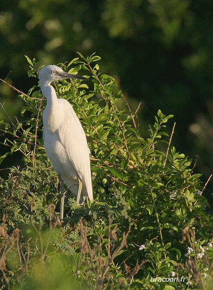 	Egretta thula