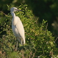 	Egretta thula