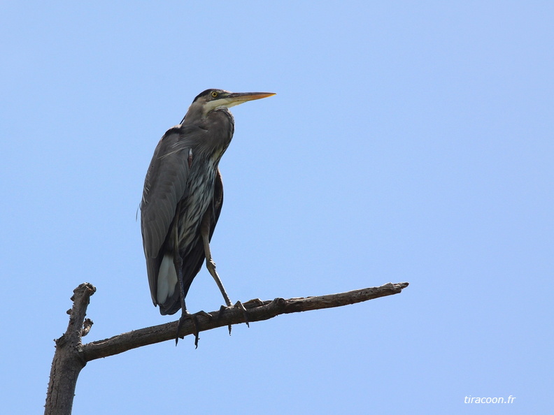 	Ardea herodias	