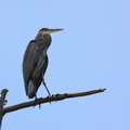 	Ardea herodias	