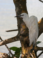 	Egretta caerulea	