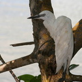 	Egretta caerulea	