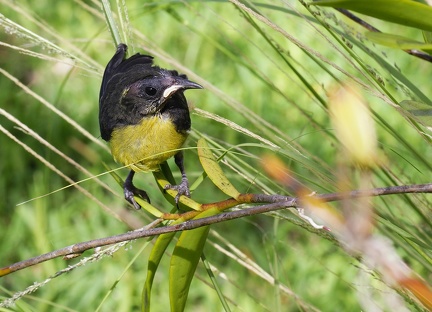 	Coereba flaveola