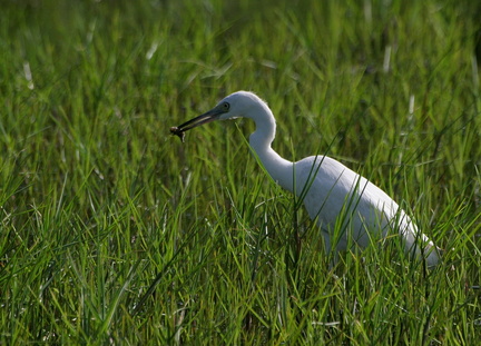 	Egretta thula