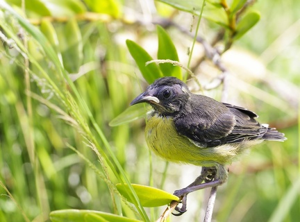 	Coereba flaveola