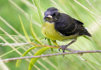 	Coereba flaveola