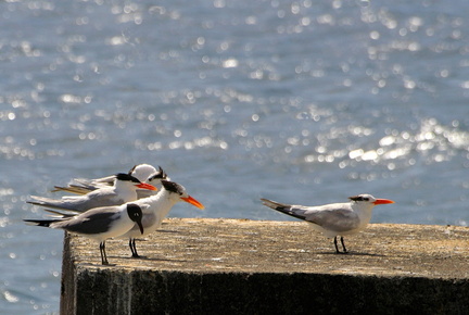 	Larus atricilla