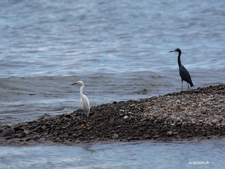 	Egretta caerulea	