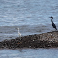 	Egretta caerulea	