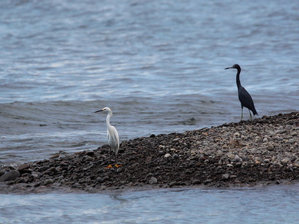 	Egretta caerulea	