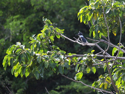 	Megaceryle alcyon	