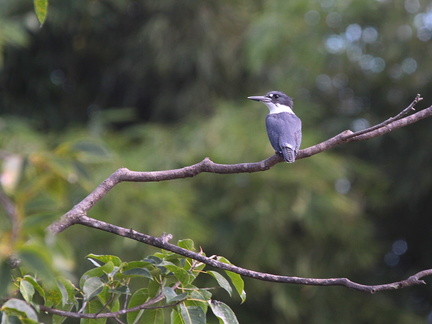 	Megaceryle alcyon	