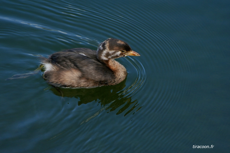 	Podilymdus podiceps	