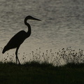 	Ardea herodias