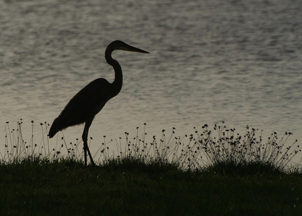 	Ardea herodias