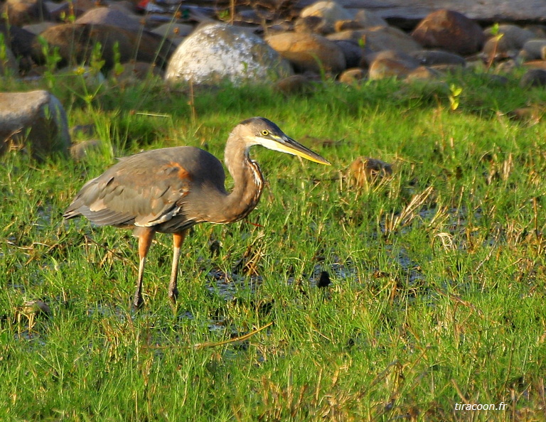 	Ardea herodias	