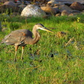 	Ardea herodias	