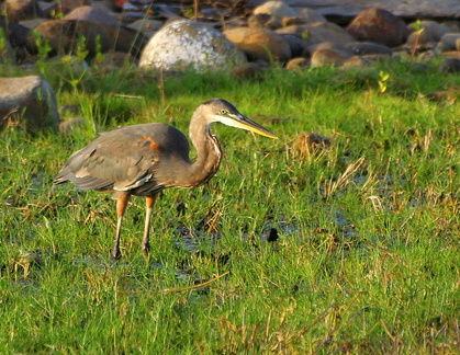 	Ardea herodias	