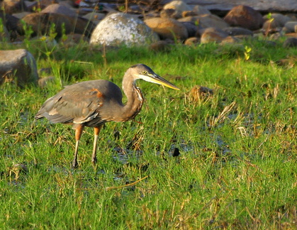 	Ardea herodias	